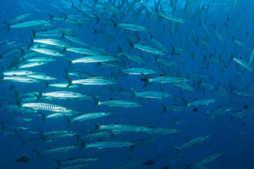 Schooling Barracuda on Koh Tachai, Thailand