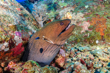 A Giant Moray Eel being cleaned on a tropical coral reef