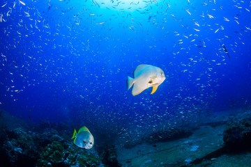 Fototapeta na wymiar Large Batfish (Spadefish) on a tropical coral reef