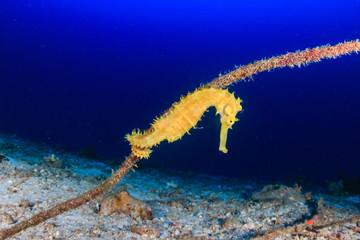 A beautiful yellow Sea Horse on a tropical reef at dawn © whitcomberd