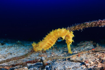 Thorny Sea Horse on a deep tropical coral reef