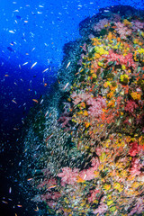 Fototapeta na wymiar A colorful, thriving tropical coral reef