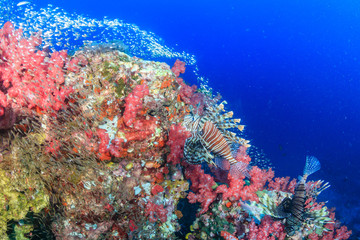 Lionfish hunting at dawn on a colorful tropical coral reef