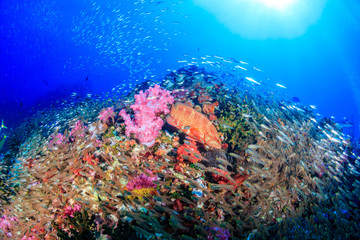 Naklejka na ściany i meble A grouper on a healthy, colorful, tropical coral reef