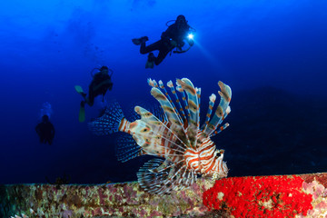 SCUBA divers and a lionfish on a tropical coral reef