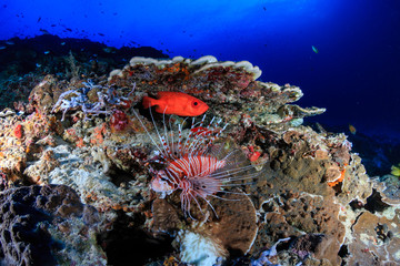 Fototapeta na wymiar Lionfish patrol a tropical coral reef at dawn