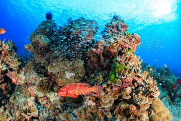 Naklejka na ściany i meble Coral grouper and tropical fish on a healthy coral reef