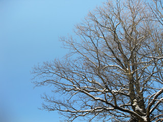 Large oak tree with branches covered in snow on background of clear blue skies.