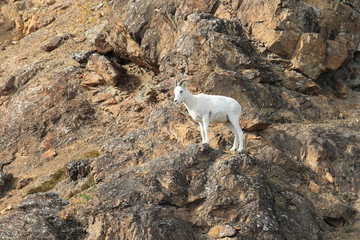 Dall Sheep (Orvis dalli)Sheep Mounten Alaska 