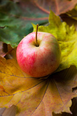 Harvest. Autumn still life with red apples and leaves
