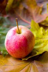 Harvest. Autumn still life with red apples and leaves