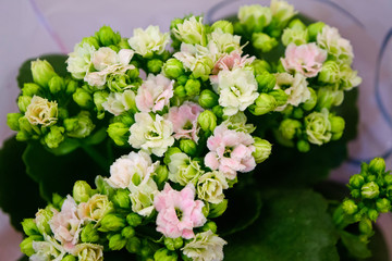 closeup calanchoe pink and white flowers