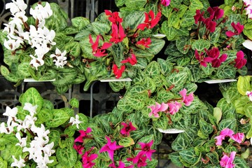 Top view of blooming colorful cyclamen flowers