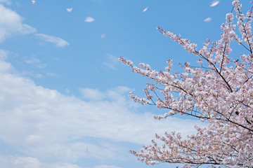 桜の花　青空に舞う


