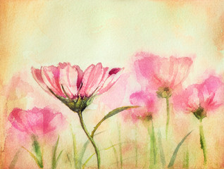 Watercolor hand drawn illustration of a sweet pink cosmos flowers field