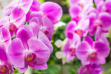 Fototapeta na wymiar Orchids flower in the garden with green flora background