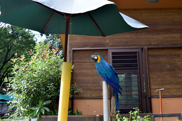 多摩動物公園 ルリコンゴウインコ
