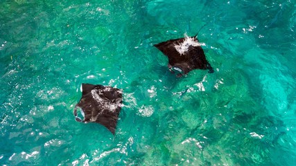 Fototapeta premium Aerial view of Manta rays swimming