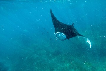 Manta ray underwater shot © Stéphane Bidouze
