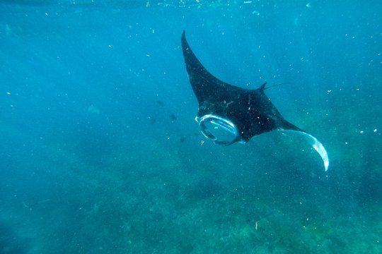 Manta ray underwater shot