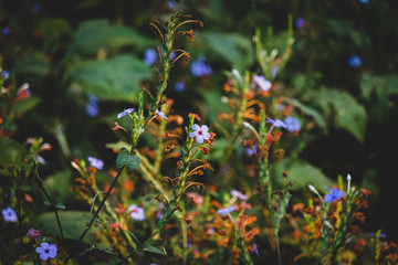 Flowers