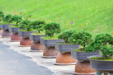 bonsai trees garden