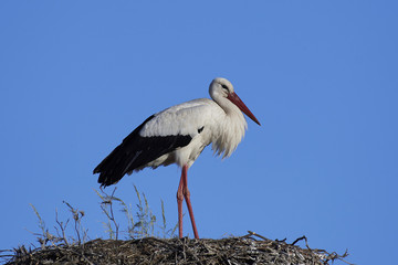 White stork (Ciconia ciconia)