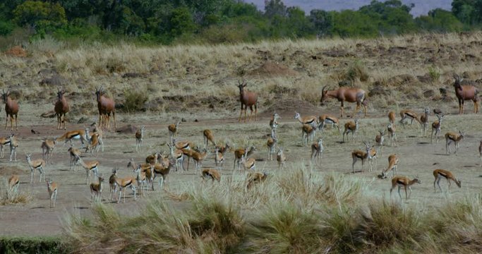 Herd Of Thomson'S Gazelles & Topi On Track; Maasai Mara 10 Sept 2016; Maasai Mara, Kenya, Africa