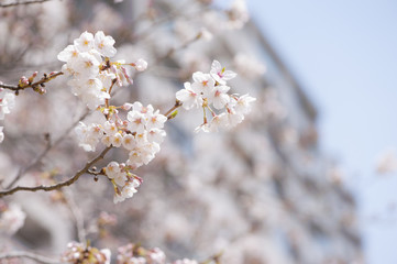 Obraz premium 桜とマンション