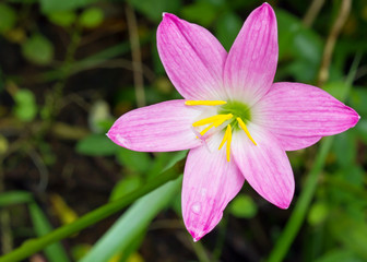 Beautiful pink Zephyranthes, Rain Lily or Fairy Lily flower blossom 