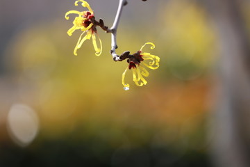 シナマンサク　雫