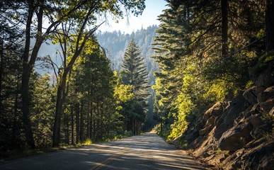 Giant sequoias in the Sequoia National Park, California, USA. Road in the forest
