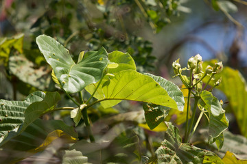 Fototapeta na wymiar white and yellow flower of teak tree