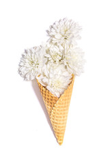 Waffle cone with white chrysanthemum on white background