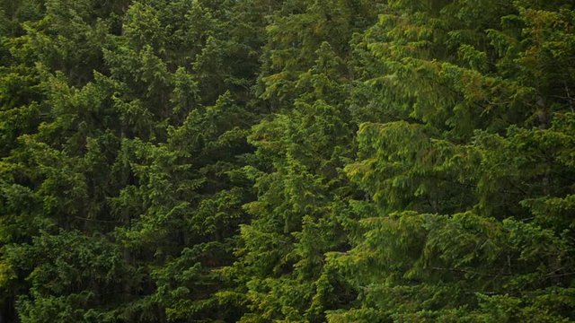 Trees rustling in the wind