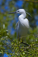 Little egret (Egretta garzetta)