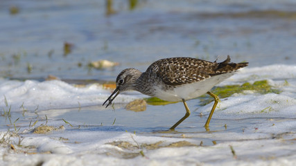 Wood sandpiper (Tringa glareola)