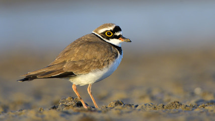 Little ringed plover (Charadrius dubius)