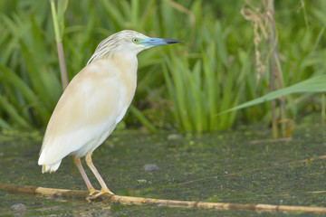 Squacco Heron Fishing