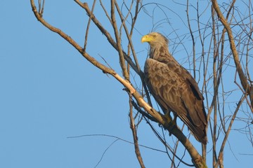 White Tailed Eagle on a tree