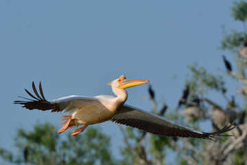 White Pelican (Pelecanus onocrotalus)