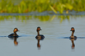 Group of Black Necked Grebes on Water