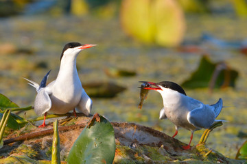 Common tern (Sterna hirundo)