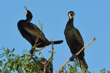 Great cormorant (Phalacrocorax carbo)