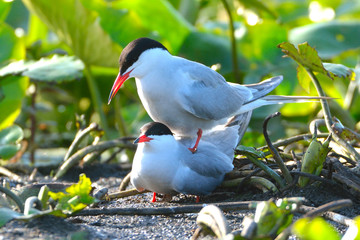 Common tern (Sterna hirundo)