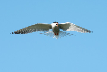 Common tern (Sterna hirundo)