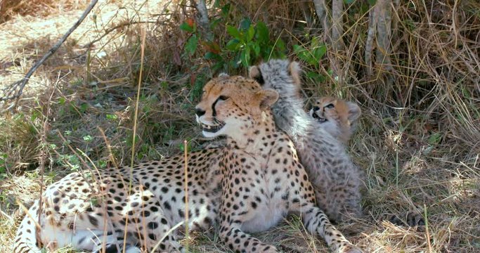 Female Cheetah & Cubs Playing; Maasai Mara 5th Sept 16; Maasai Mara, Kenya, Africa