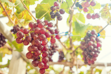 Fresh red grapes vine on plant and summer sun light.