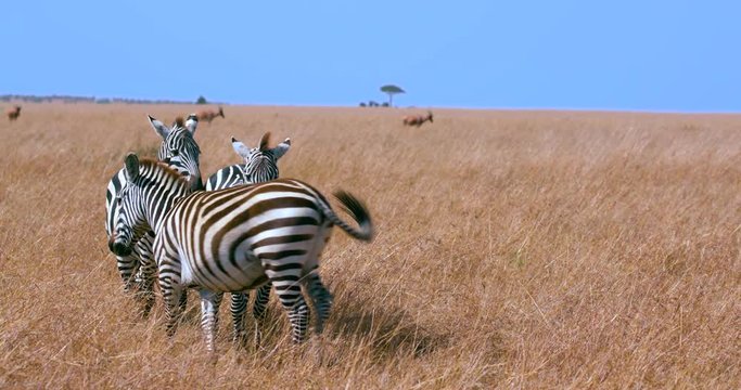 Burchell'S Zebras Turning In Long Grass; Maasai Mara 7 Sept 16 Am; Maasai Mara, Kenya, Africa
