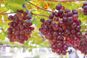 Fresh red grapes vine on plant and summer sun light.